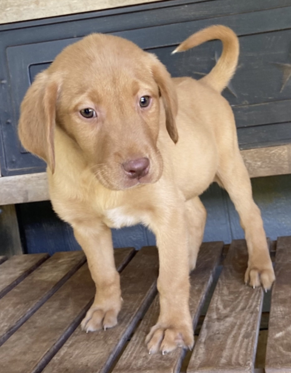 comprar cachorros sanos, baratos y asequibles para la venta